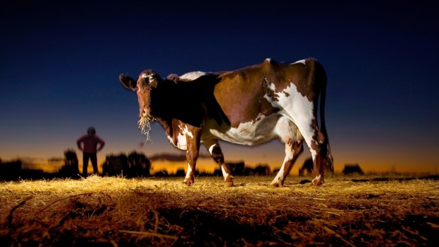 Production drive: Australian milk output has fallen about 20 per cent in 10 years.