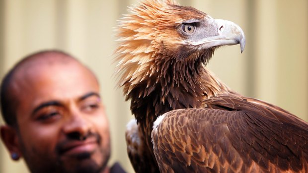 Bird trainer Ravi Wasan with Blaze, a two-year-old wedge-tailed eagle.