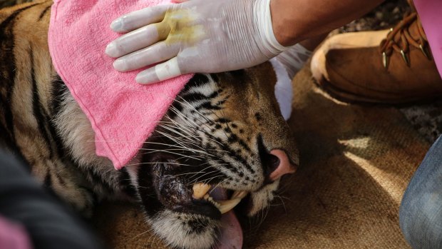 A veterinarian officer holds the head of a sedated tiger at the Wat Pha Luang Ta Bua Tiger Temple on Wednesday.