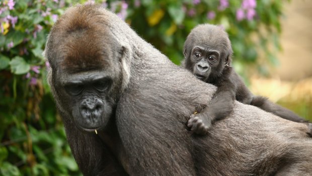 Born into controversy: Taronga's new gorilla baby.