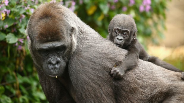 scared baby gorilla