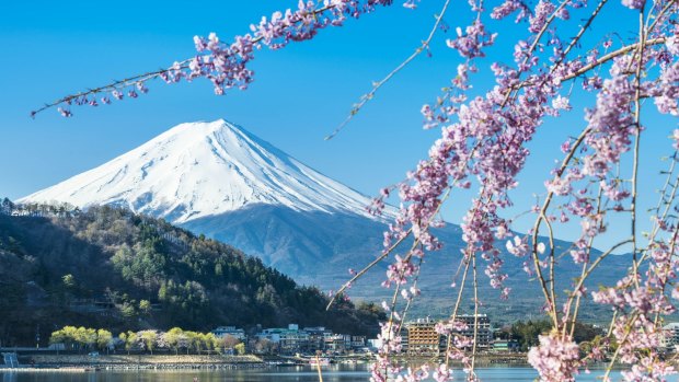 Mt Fuji during Cherry Blossom season.