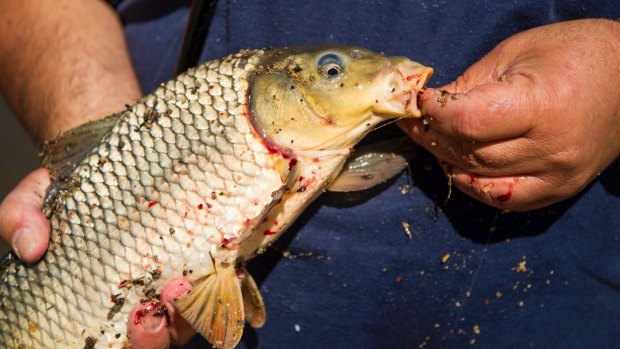 A carp caught from Lake Burley Griffin. The government is now consdiering the release of a virus to kill the fish.