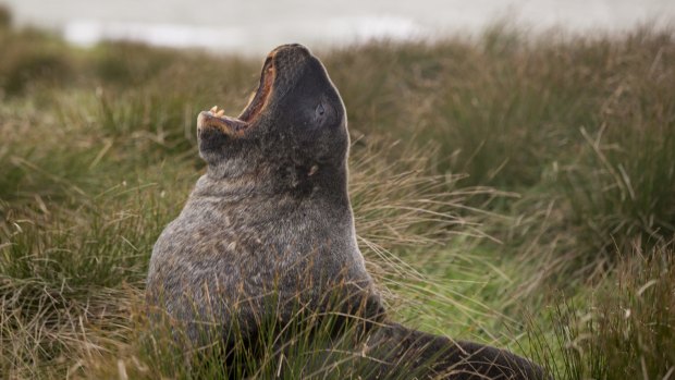 Sea lion at Waipapa Point.