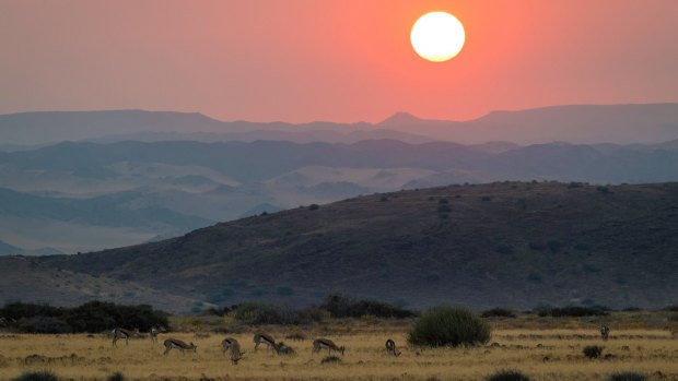 Antelopes at sunset.