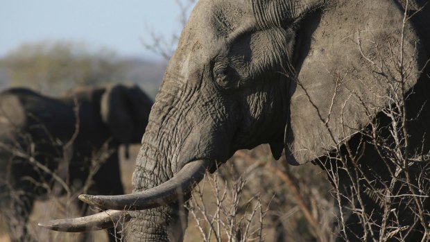 An elephant walks through the bush at the Southern African Wildlife College on the edge of Kruger National Park in South Africa in September. Elephant populations have dwindled as a result of the ivory trade.