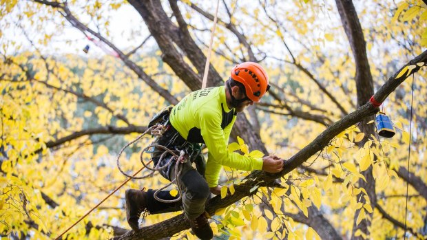 Tree climber Barton Allen-Hall takes on the championship.