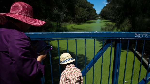 Algal bloom in waterway in Rockdale Bicentennial Park, Sydney,  2016.