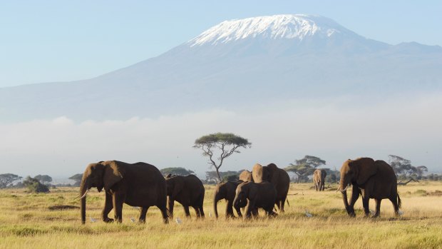 Elephants in Tanzania. 