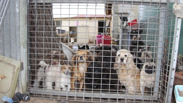 A South Australian puppy factory that was found to be selling dogs to pet stores affiliated to the industry's peak body, PIAA.