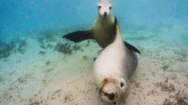 Puppies of the ocean: Sea lions off Blythe Island.