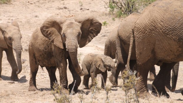 Elephants are just one of the many visitors to Ol Malo.