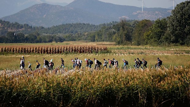 Syrian migrants cross though a cornfield as they walk to a border crossing on the Greek and Macedonian border.