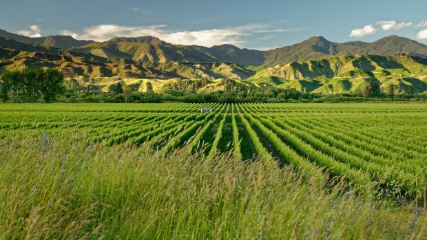 A vineyard in Marlborough, New Zealand.