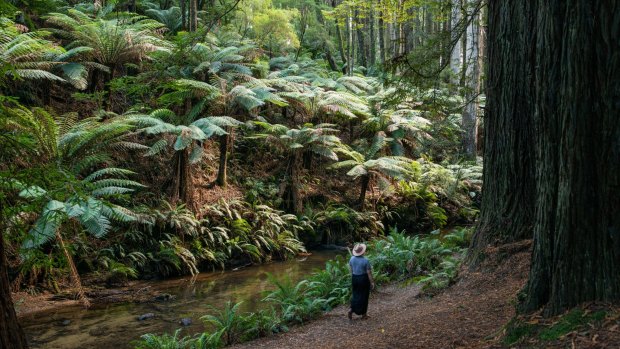 The Forests Commission of Victoria planted six trial plots containing almost 100 years ago as part of an expansion program to meet the growing timber needs of the housing and construction industries.