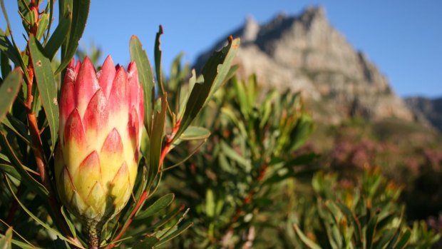 The right spot for a protea, of course, depends on what protea it is. 