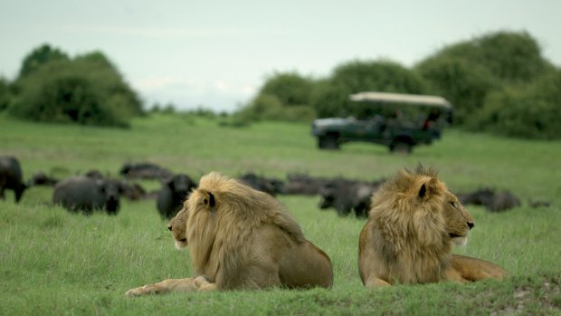 A safari trip in the Duba Plains of the Okavango Delta in Botswana offers a chance to get close to lions.
