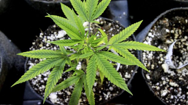 Many people with terminal illness want to use medical cannabis to relieve their pain, says Victorian Health Minister Jill Hennessy.