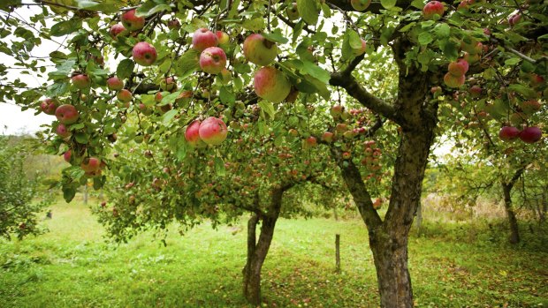 The apples are hanging and are ready to pick.