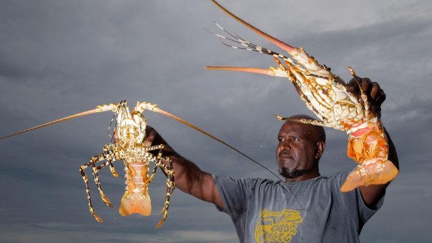 Fisherman Harry Ghee with his crayfish catch on Erub Island in the Torres Strait. 