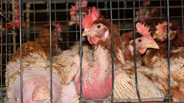 Over 90 per cent of Queenslanders surveyed said they felt guilty about buying caged eggs.