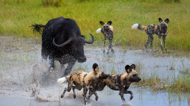African Wild Dogs are chased off by an angry buffalo.