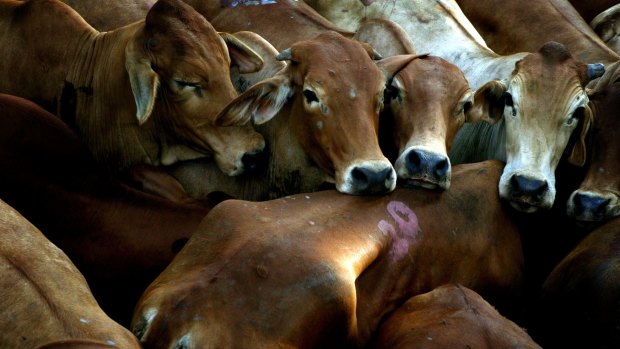 Senior vet Dr Lynn Simpson has blown the whistle on the shocking conditions on cattle export ships.