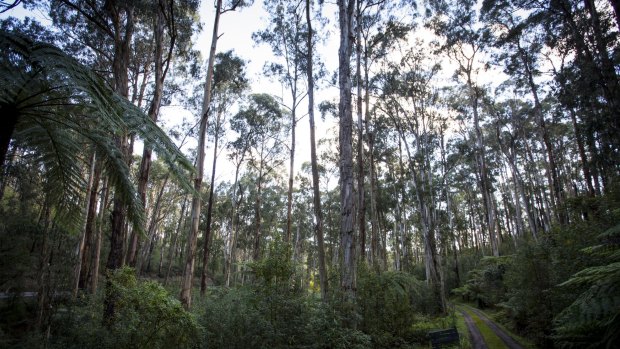 Most Australians' exposure to nature has disappeared.