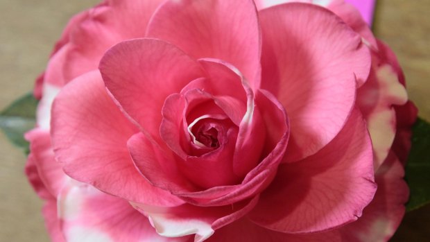 The National Camellia Show is on at Sassafras this weekend.
