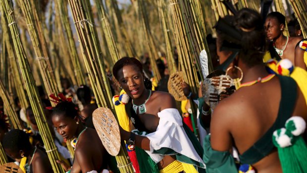 Maidens prepare to deliver reeds to the annual dance, after dozens of their group were killed in a road accident.