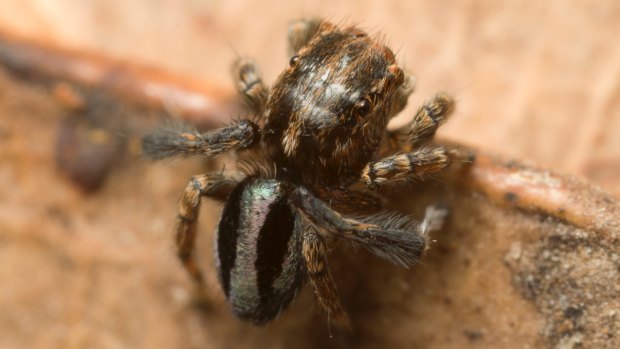 Maratus chrysomelas.