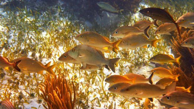 Mesoamerican barrier Great Mayan Reef grunt fish in Riviera Maya, Mexico.