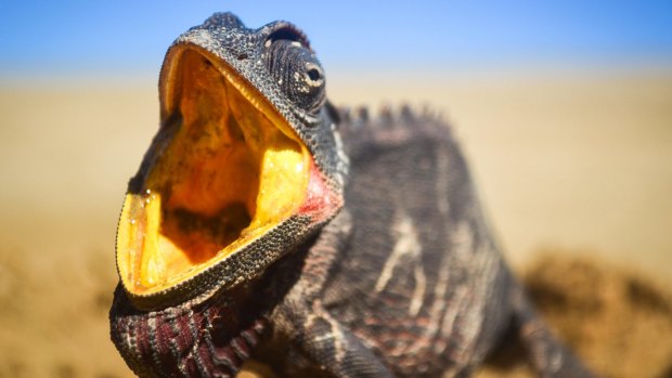 A Namaqua chameleon in Dorob National Park, Namibia.