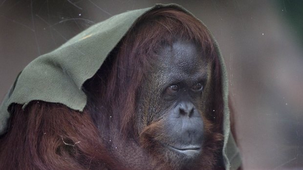 An orang-utan named Sandra may have to stay at the former Buenos Aires Zoo in Argentina.