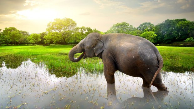 Crops have to be protected from elephants.