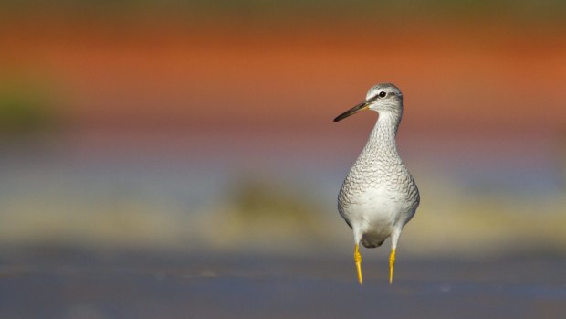 Grey-tailed Tattler at Broome Bird Observatory.