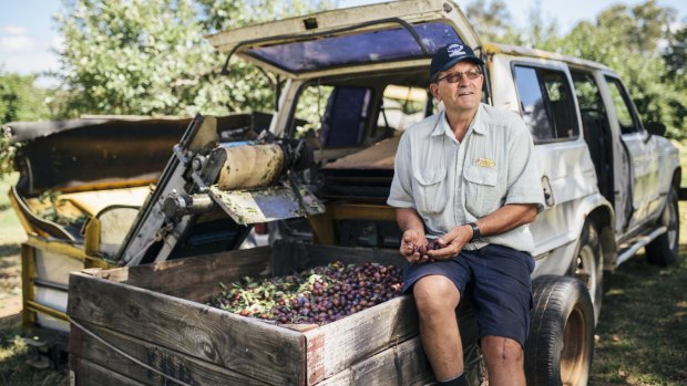 Third generation plum grower Jeff Granger with some of this year's boom harvest on the family farm in Kingsvale. 