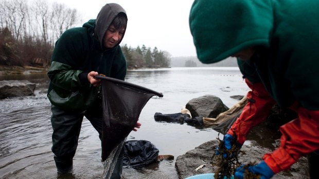 There has been a gold rush-like race in Maine and the wider US East Coast to catch the eels, which have skyrocketed in price to upwards of $US5000 per kilo, mainly in sales to overseas Asian markets. 