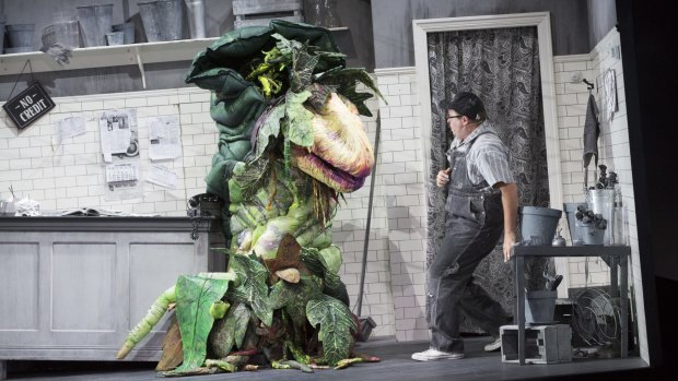 Brent Hill  as Seymour in Little Shop of Horrors.