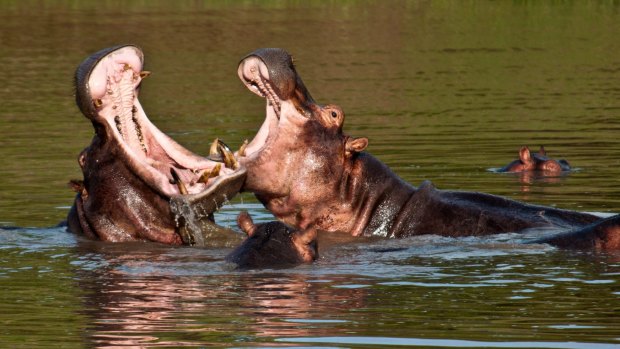 Hippo fight in the Ruaha River.