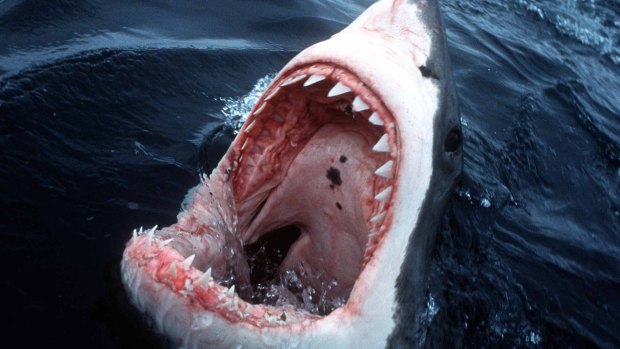 CSIRO has confirmed that WA is Australia's great white shark hot spot 
