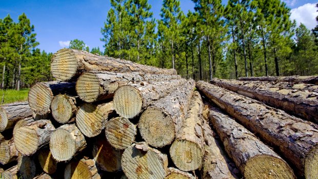 The Clean Energy Finance Corporation backs wood waste to help replace coal-fired power.