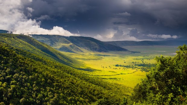 A Forest in the Ngorongoro Crater.