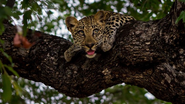 There is no shortage of big cats in the area surrounding the lodge.