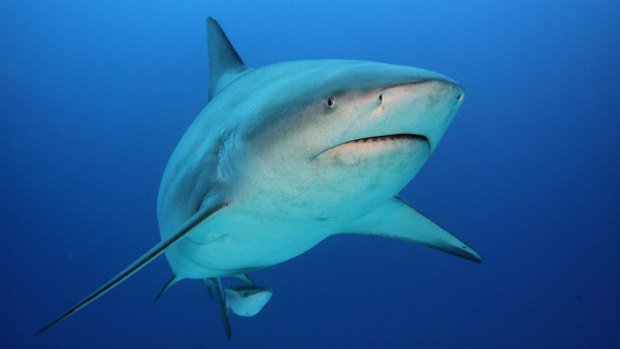A person has escaped serous injury after being bitten by a bull shark. 