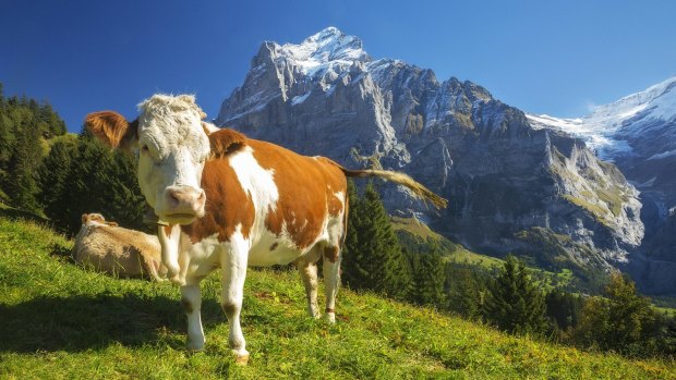 Swiss cows relax in an alpine meadow high above Grindelwald, Switzerland.