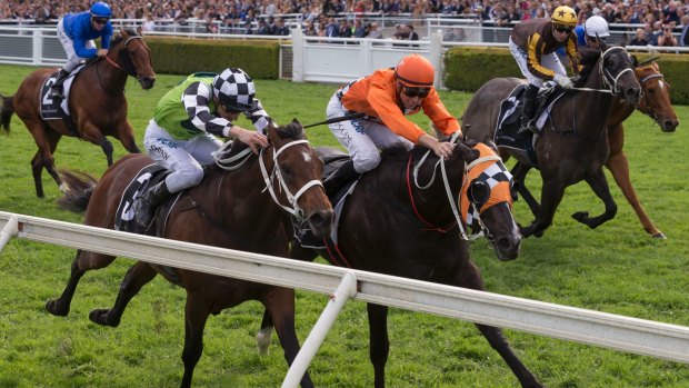 Late battle: Ace High ridden by Tye Angland holds off Tangled in the Spring Champion Stakes.