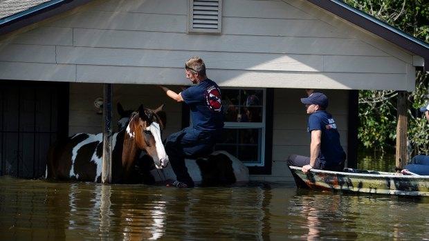 Beaumont firefighters rescue two horses stranded in floodwaters from Hurricane Harvey in Beaumont, Texas, on Thursday.