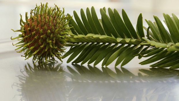 A Wollemi pine cone.