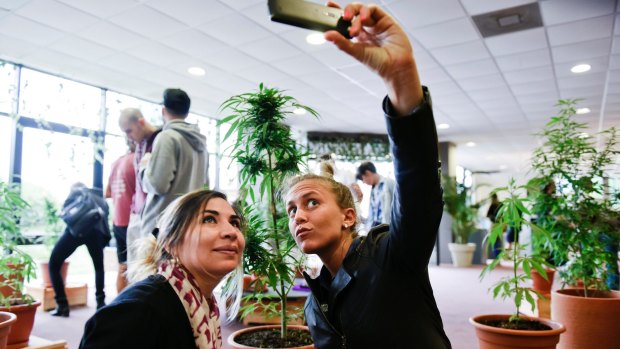 Visitors take pictures of themselves with a marijuana plant during the Expo Cannabis Fair, in Montevideo, Uruguay.